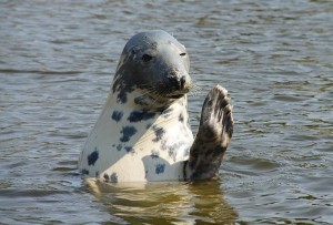 Grey-Seal